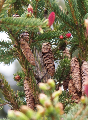 [Small brown pinecones hanging downward on the same tree as the magenta colored cones.]